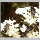 Variimorda villosa - Stachelkaefer 04.jpg